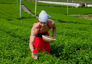 茶畑に抹茶プロテインを植えるマッチョ@フリー素材　筋肉