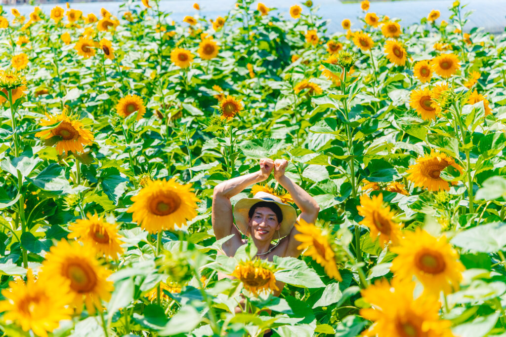 ひまわり畑で戯れるマッチョ@stock photo mucle and sunflowers