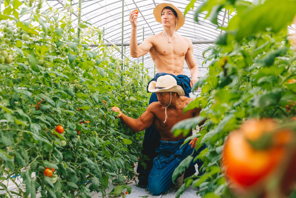 トマトを収穫するマッチョ@フリー素材　農家
