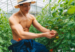 トマトを収穫するマッチョ@フリー素材　筋肉