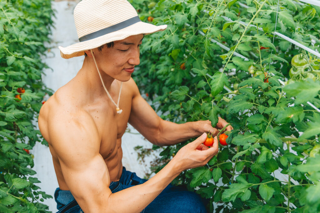 トマトを収穫するマッチョ@フリー素材　モデル　農家
