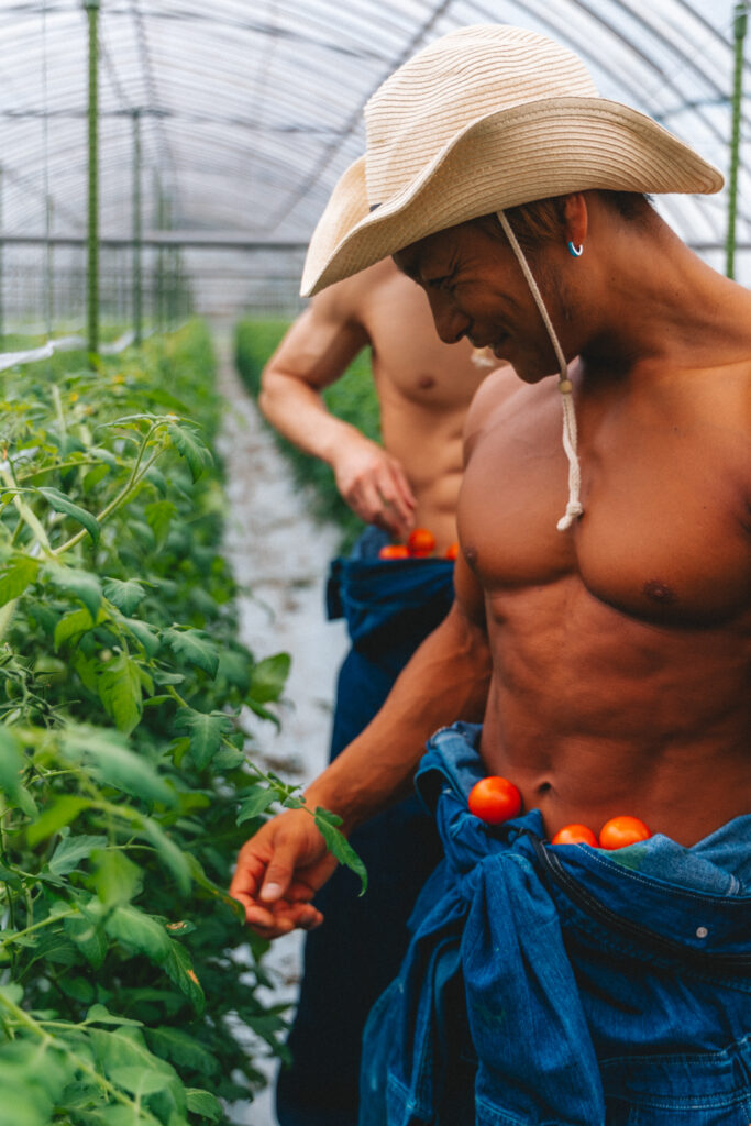 トマトを収穫するマッチョ@マッチョ　画像