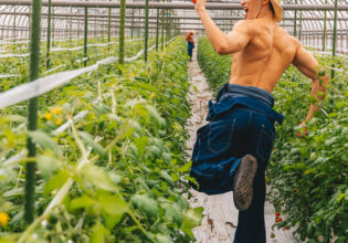 トマト農園を駆けるマッチョ@フリー素材　モデル