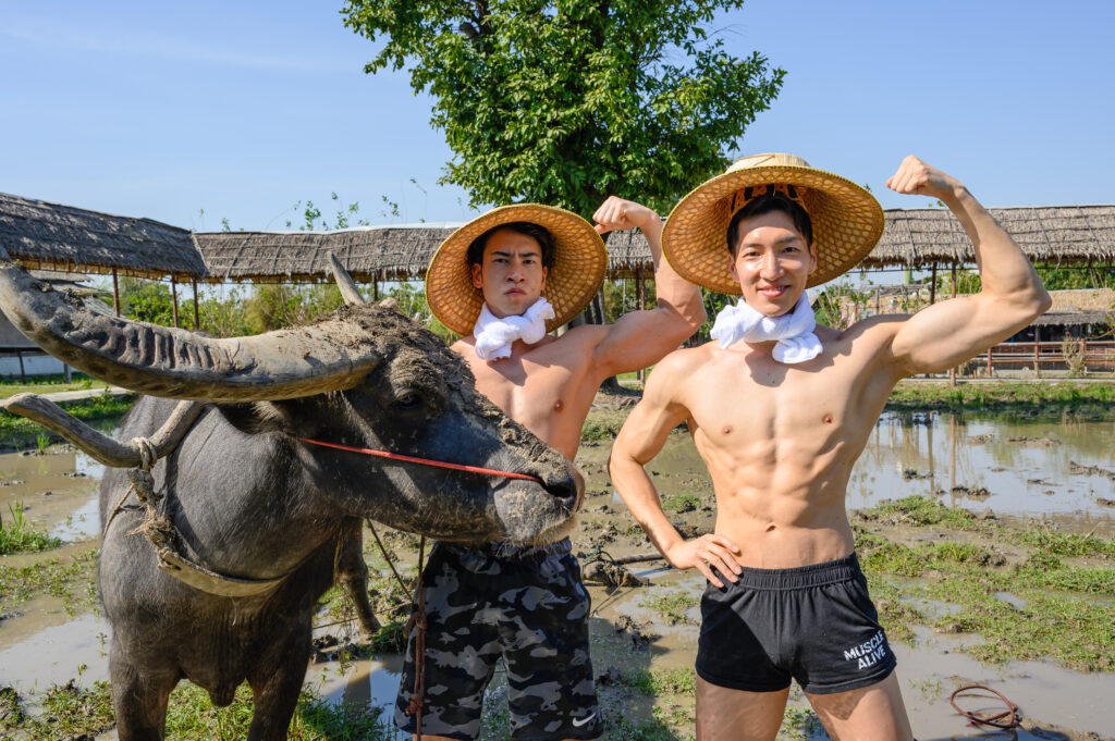 水牛とマッチョ in タイ　/ นักกล้ามญี่ปุ่น และ กระบือ@フリー素材　筋肉
