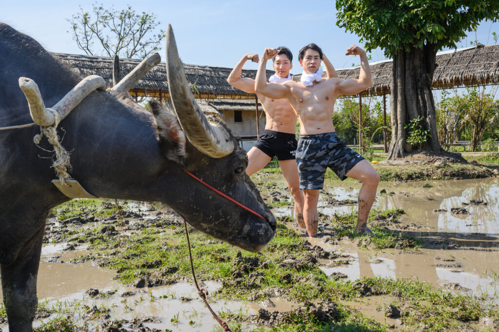 水牛とマッチョ in タイ　/ นักกล้ามญี่ปุ่น และ กระบือ＠フリー素材　筋肉