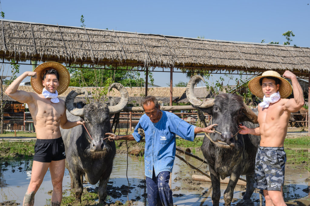 水牛とマッチョ in タイ　/ นักกล้ามญี่ปุ่น และ กระบือ@フリー素材　筋肉