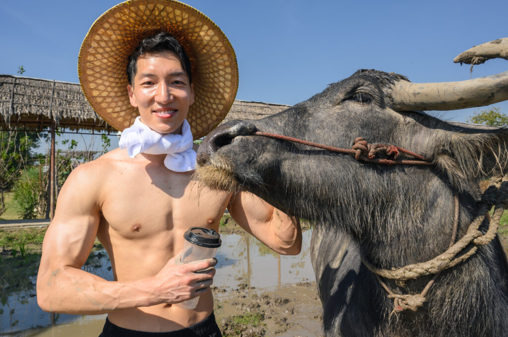 牛飼いのマッチョ　นักกล้ามญี่ปุ่น และ กระบือ@ストックフォト　タイ