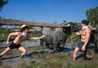 プロテインで水牛の気を引いてコントロールしようとするマッチョ@ ควายกับนักกล้ามอินไทยแลนด์