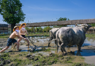 水牛と田んぼをならすマッチョ@ストックフォト　タイ　水牛
