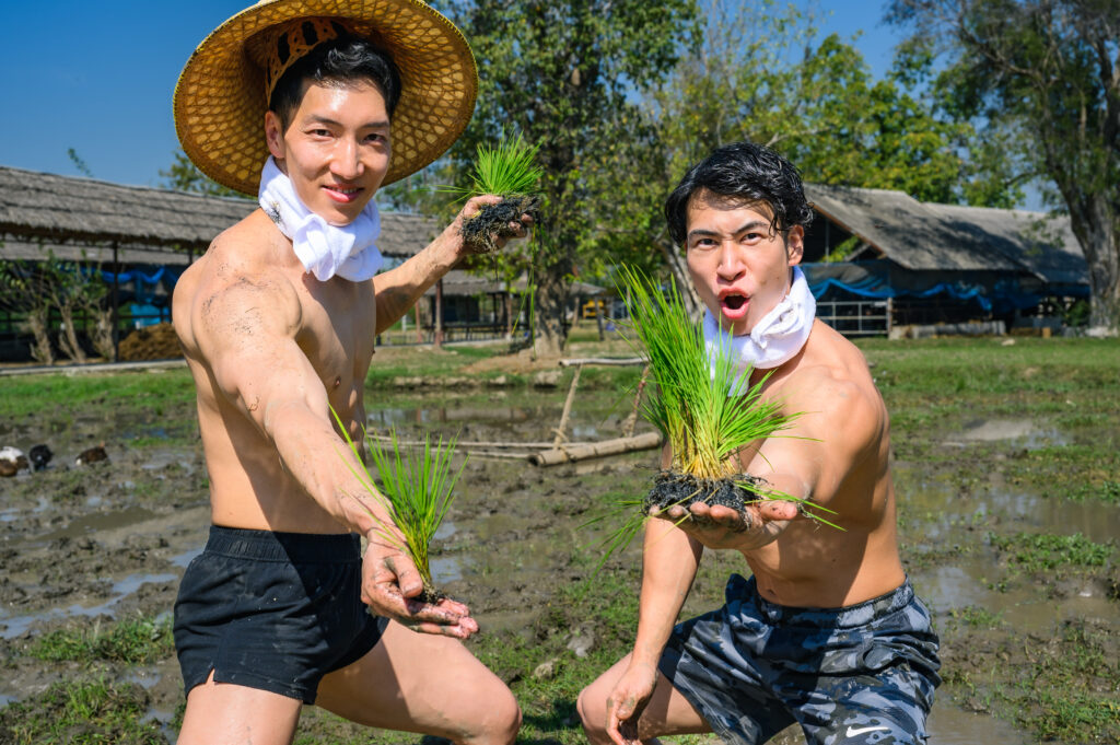 タイで田植えするマッチョ(ปลูกข้าว นักเพาะกาย นายแบบ)@フリー素材　海外　筋肉