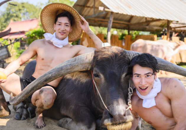 水牛と戯れるマッチョ@buffalo muscle stock photos ปลูกข้าว　นักเพาะกาย　จังหวัดสุพรรณบุรี　ชาวนา/タイ スパンブリー県 バッファローカフェ