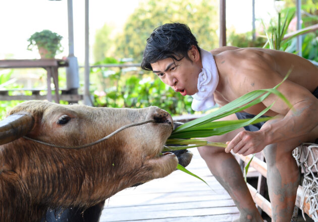 水牛と初めて見たマッチョ@ควาย　รูปถ่ายนักกล้ามดาวน์โหลดฟรี