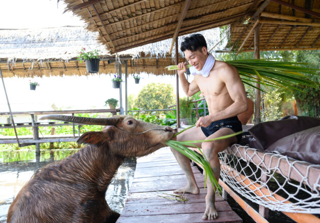 水牛に餌をあげるマッチョ@ควาย　รูปถ่ายนักกล้ามดาวน์โหลดฟรี