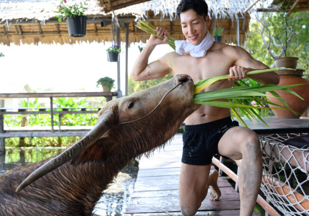 水牛に餌をあげるマッチョ@ควาย　รูปถ่ายนักกล้ามดาวน์โหลดฟรี