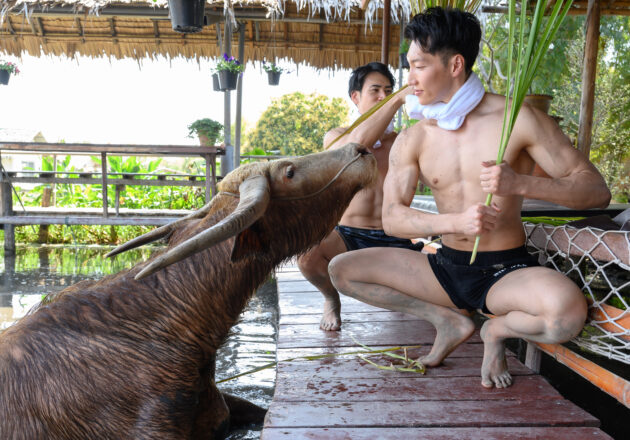水牛と何かを交渉するマッチョ@ควาย　รูปถ่ายนักกล้ามดาวน์โหลดฟรี