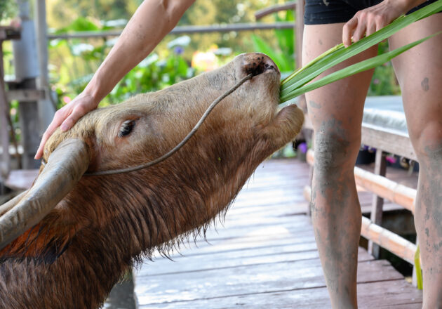 マッチョに愛でられる水牛 in タイ@นักกล้ามควาย in Thailand　รูปถ่ายนักกล้ามดาวน์โหลดฟรี