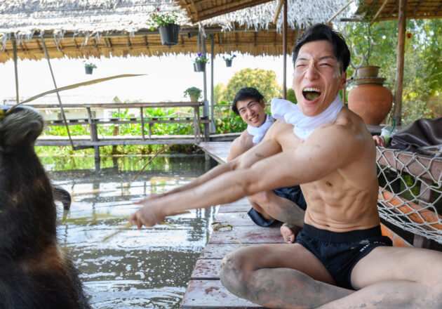 水牛に雑に扱われるマッチョ@ควาย　รูปถ่ายนักกล้ามดาวน์โหลดฟรี