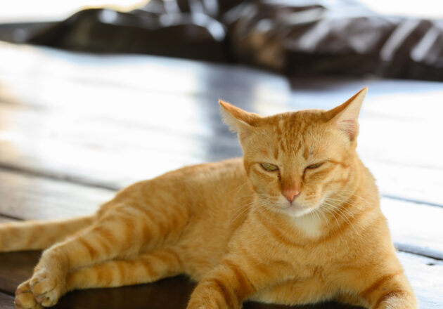 タイで優雅くつろぐ猫様@แมว ข้าวเหนียวมะม่วง