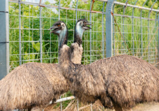crossed emus@ガンダムseed エミュー