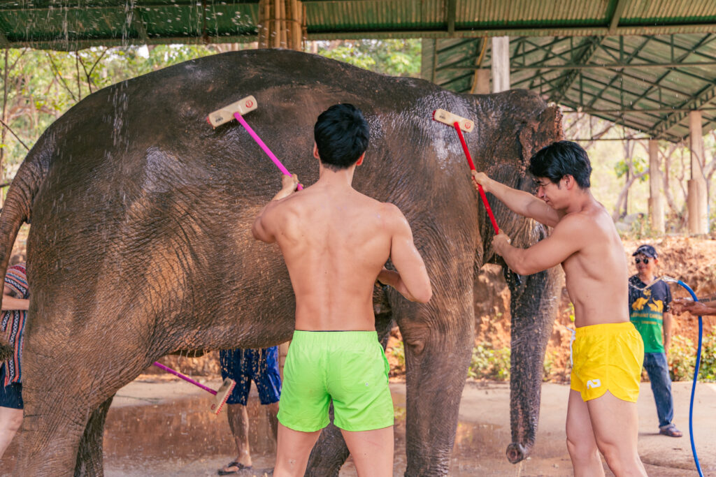 象を洗うマッチョ in チェンマイ タイ＠タイ　象