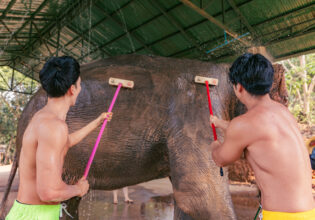 象を洗うマッチョ in チェンマイ タイ＠チェンマイ　象