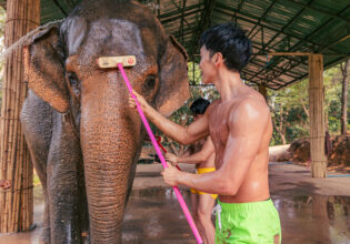 象の鼻を洗うマッチョ@象　写真　無料