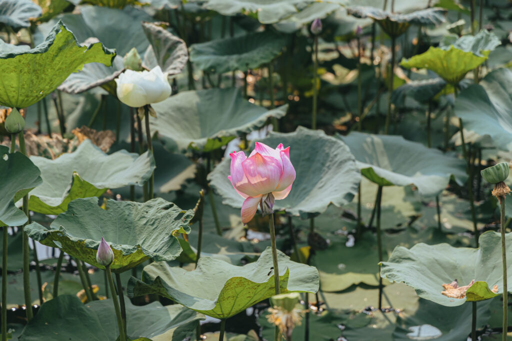 タイのお庭＠フリー素材　庭園　蓮の花
