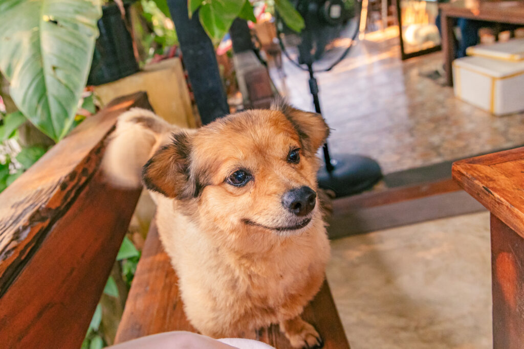 タイ料理教室のワンちゃん＠フリー素材　犬