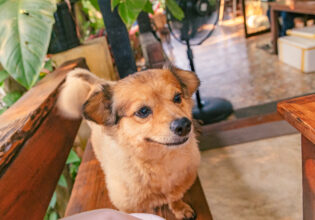 タイ料理教室のワンちゃん＠フリー素材　犬