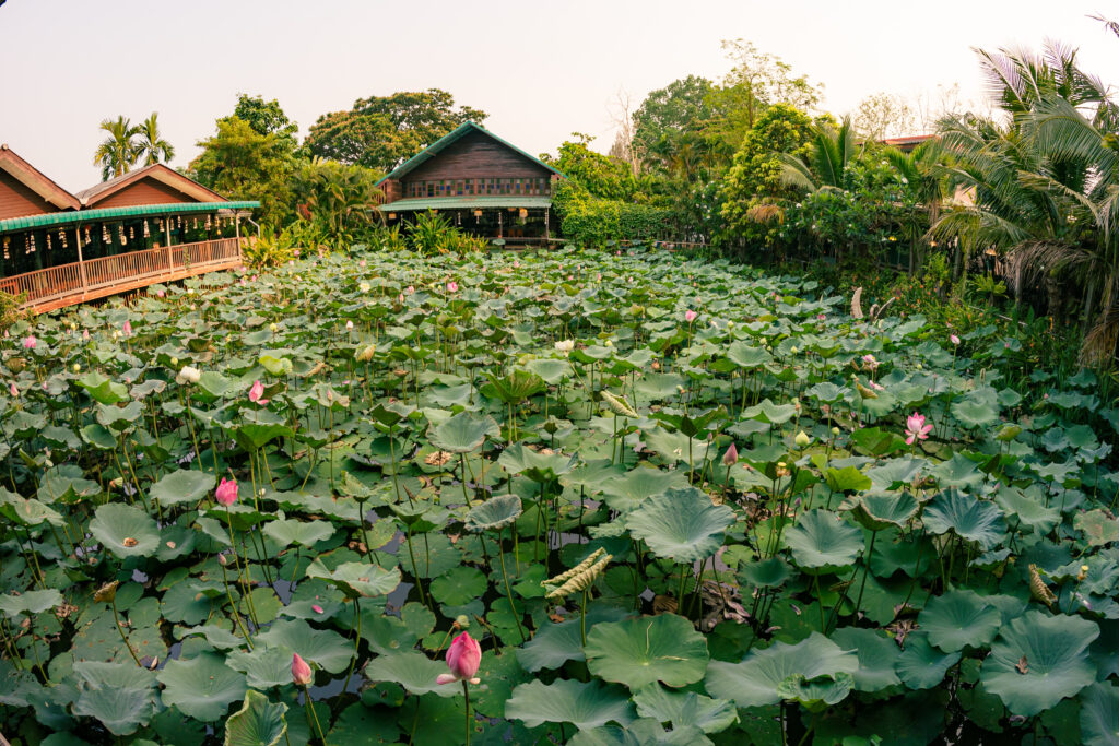 タイのお庭＠フリー素材　庭園 蓮の花